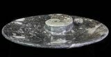 Oval Orthoceras & Goniatite Fossil Plate #62472-1